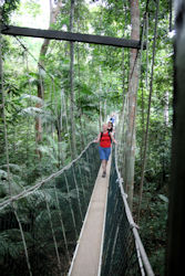 canopy